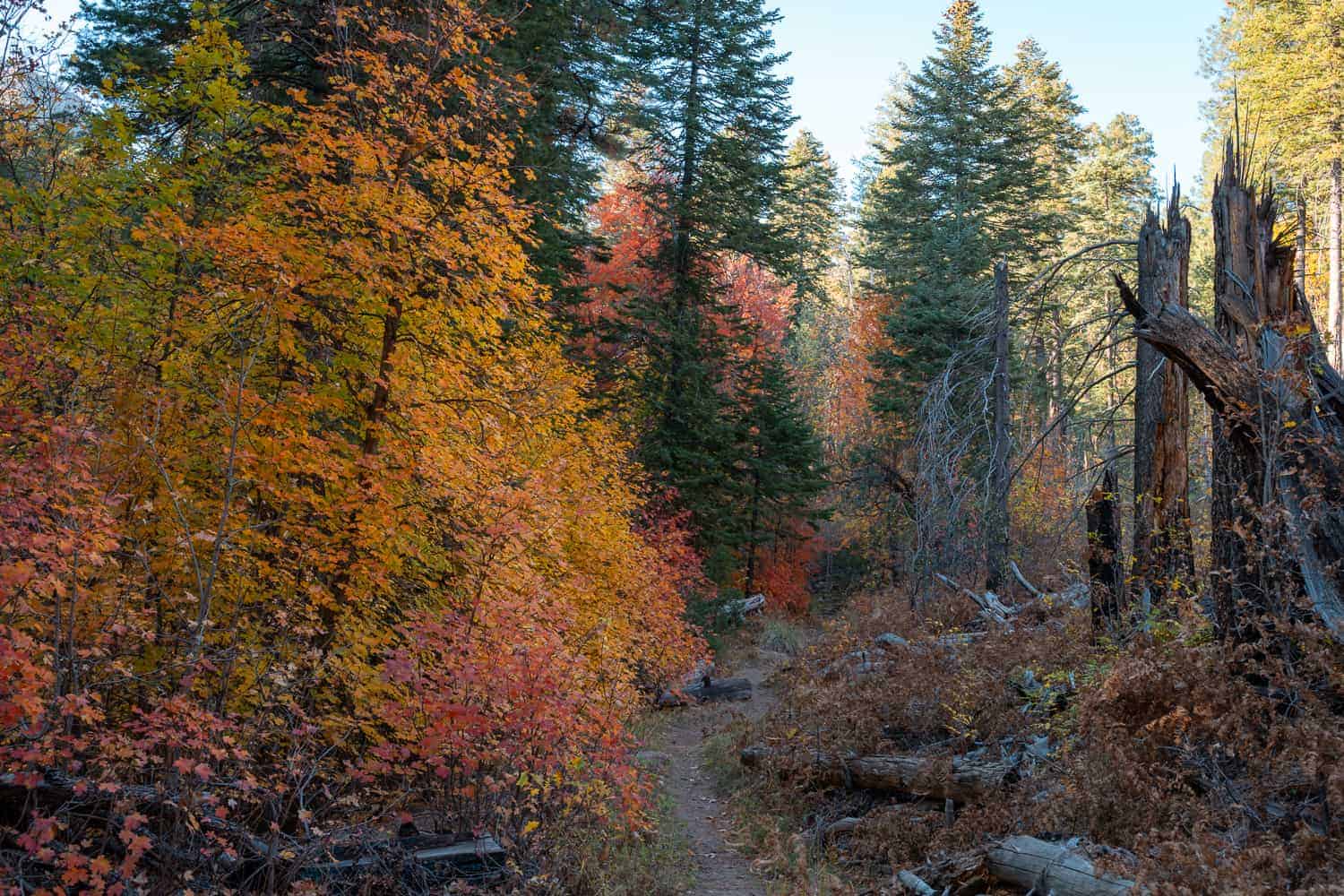 Fall Colors Along See Canyon Trail In See Spring.